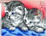Котики