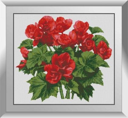 Бегонія 31566 Dream Art
