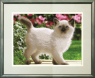 Кошеня
