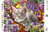 Котик в кошику