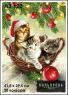 Котики