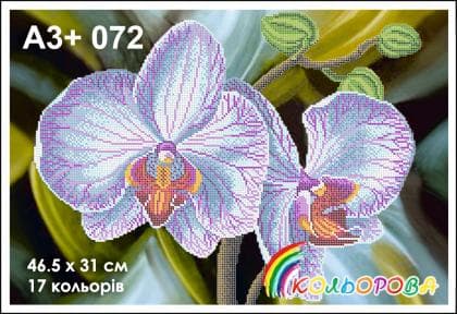 Орхідея А3-072 Кольорова