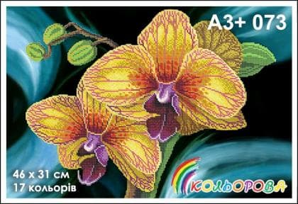Орхідея А3-073 Кольорова