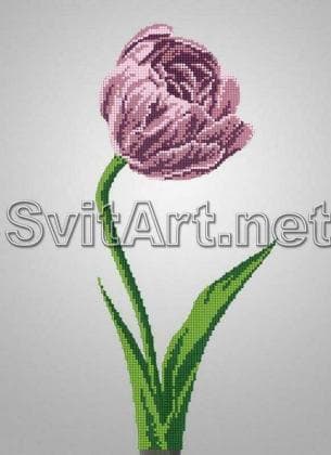 Тюльпан AP8-003-2 Світарт