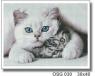 Котики