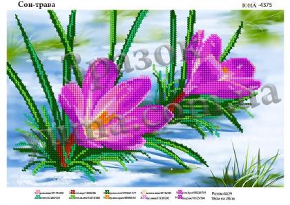 Крокуси ЮМА-4375 ЮМА