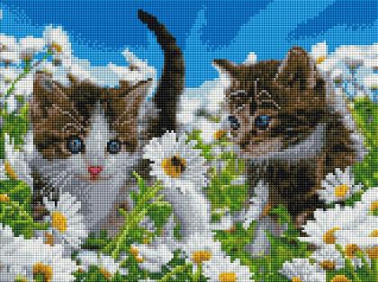 Котики у ромашках ST473 Алмазна мозаїка IF