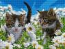 Котики у ромашках